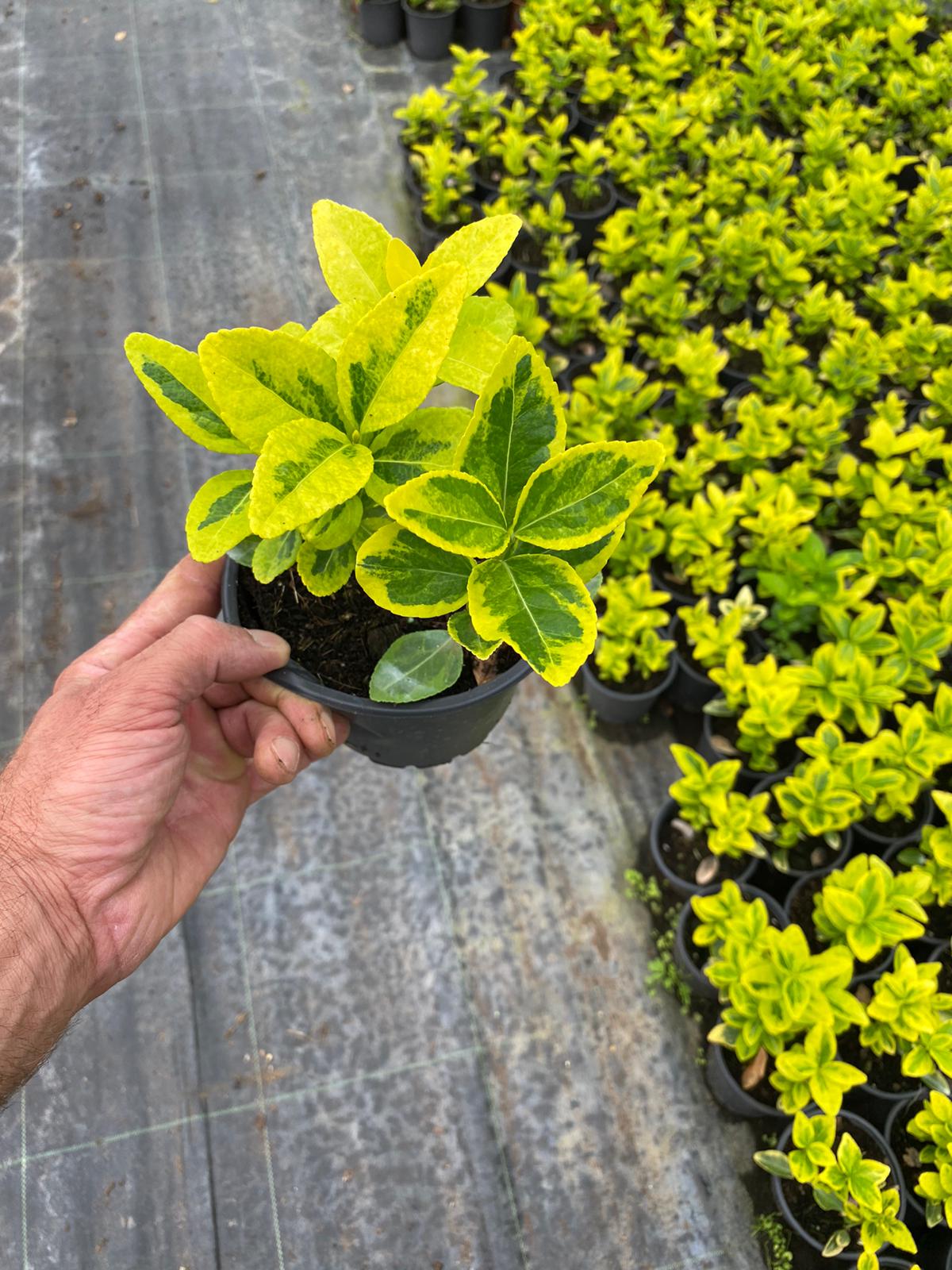 Euonymus Japonicus Aurea