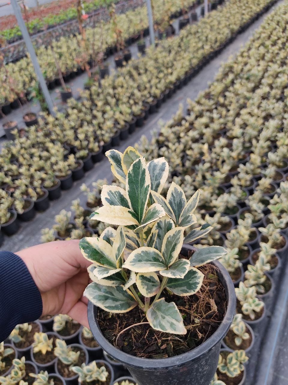 Euonymus Japonicus Bravo