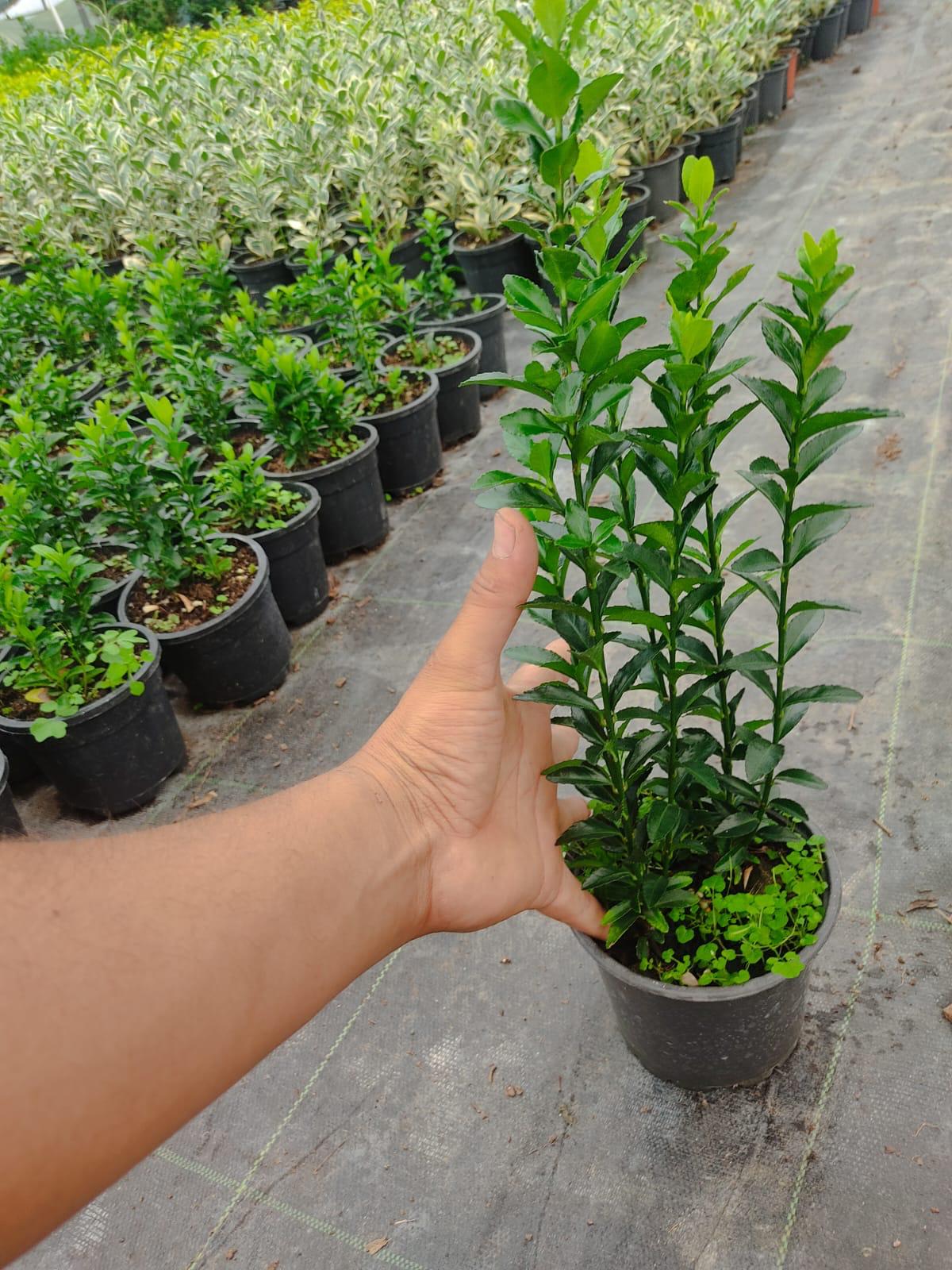 Euonymus Japonicus Miccophyllus