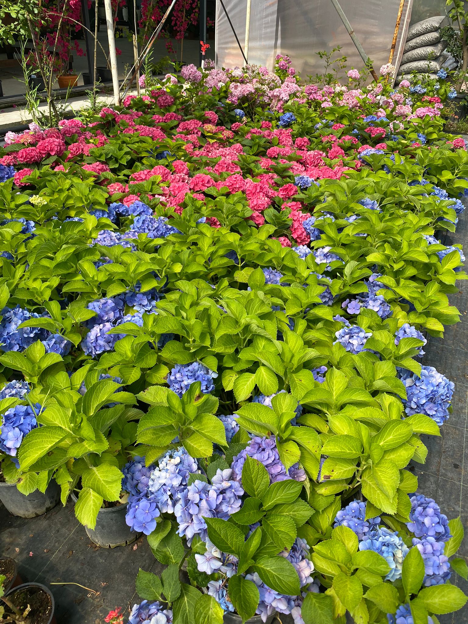 Hydrangea Macrophylla