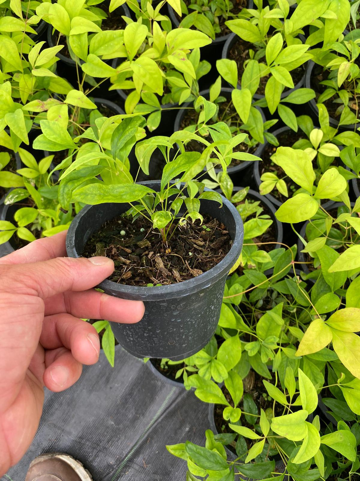 Nandina Domestica Fire Power