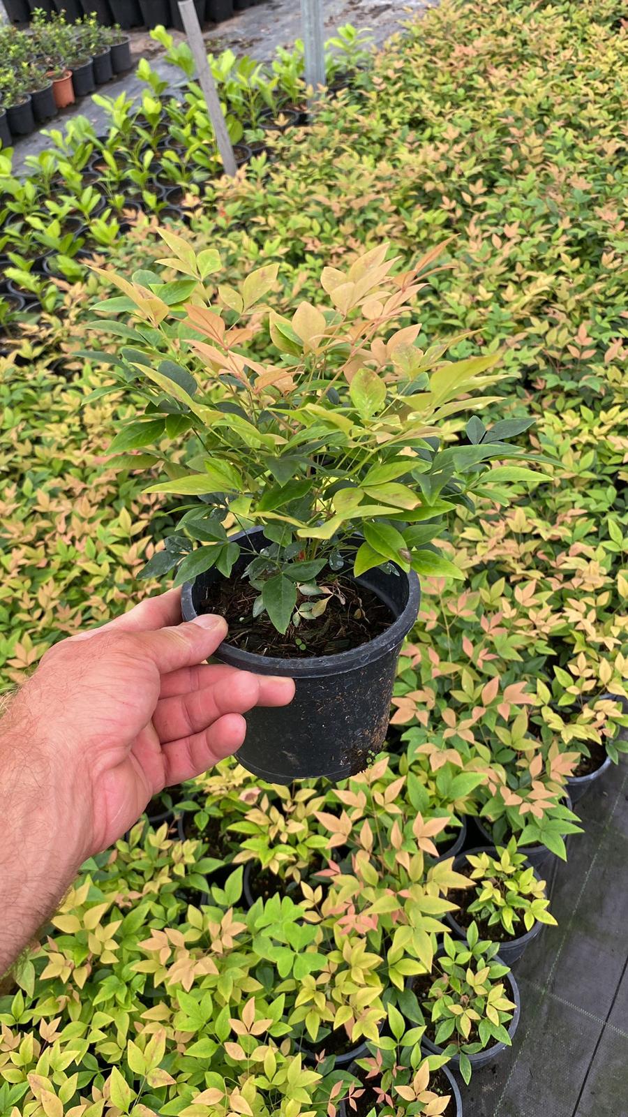 Nandina Domestica Gulf Stream