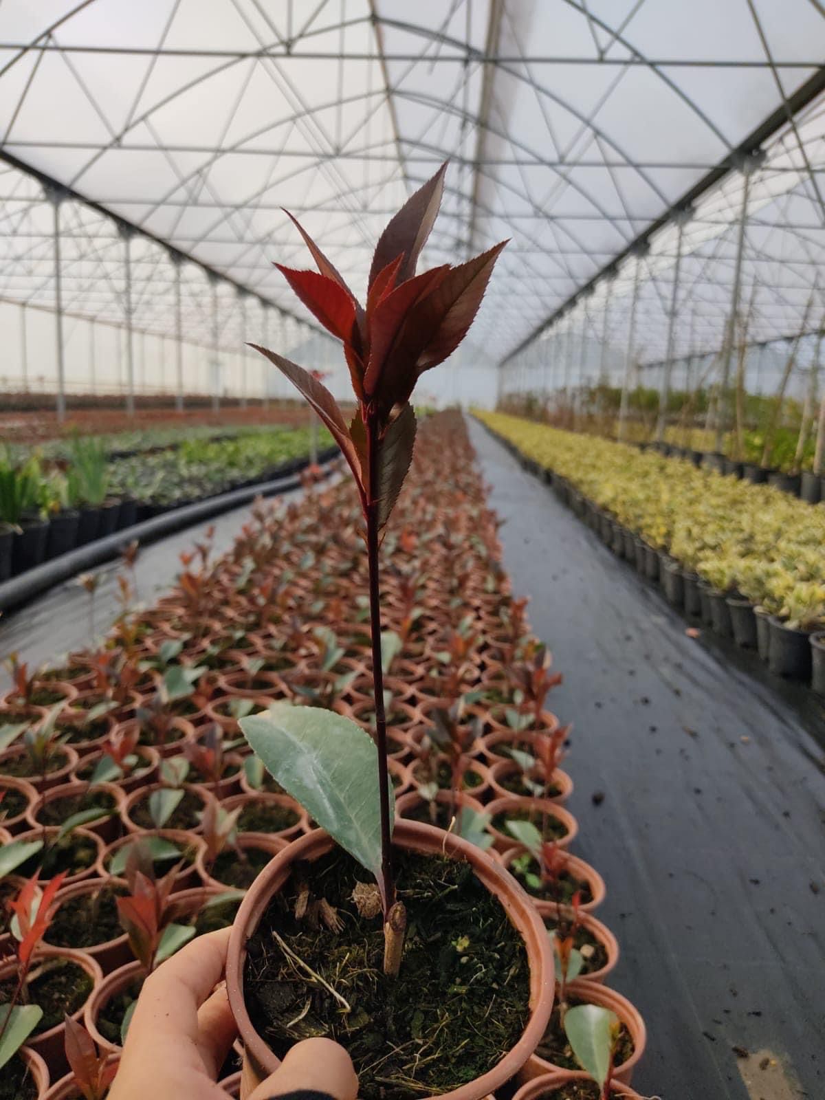 Photinia Fraseri Red Robin